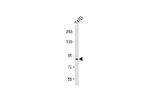Anti-SEG Antibody (Center) at 1:1000 dilution + T47D whole cell lysate Lysates/proteins at 20 μg per lane.