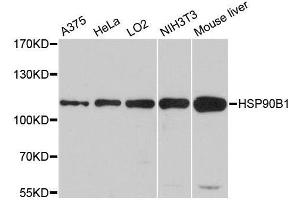 Western blot analysis of extracts of various cell lines, using HSP90B1 antibody. (GRP94 anticorps  (AA 550-650))