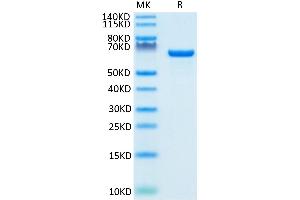 Biotinylated Human Serum Albumin on Tris-Bis PAGE under reduced condition.