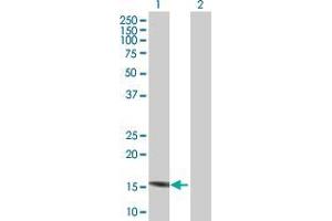 Western Blot analysis of C7orf44 expression in transfected 293T cell line by C7orf44 MaxPab polyclonal antibody. (C7orf44 anticorps  (AA 1-146))