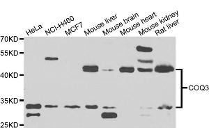 Western blot analysis of extracts of various cell lines, using COQ3 antibody. (COQ3 anticorps)