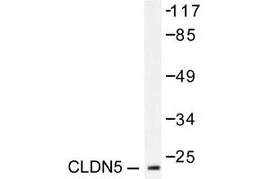 Image no. 1 for anti-Claudin 5 (CLDN5) antibody (ABIN265364) (Claudin 5 anticorps)