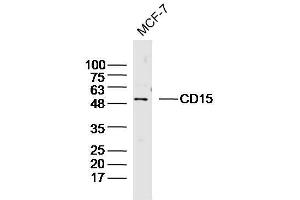 Lane 1: MCF-7 lysates probed with CD15/Fut4/SSEA-1 Polyclonal Antibody, Unconjugated  at 1:300 overnight at 4˚C.