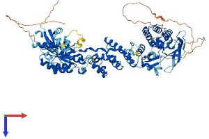 AlphaFold protein structure predicition of Mouse Recombinant Rhobtb2 Protein, UniprotID Q91V93