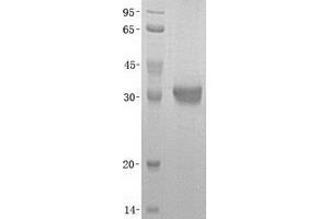Validation with Western Blot (STUB1 Protéine)