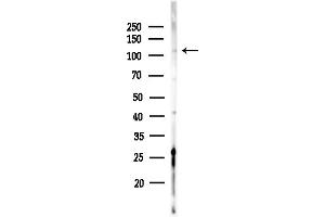 anti-Apolipoprotein B Receptor (APOBR) (C-Term) antibody
