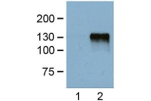 1:1000 (1 ug/ml) antibody dilution probed against HEK 293 cells transfected with DYKDDDDK-tagged protein vector; unstranfected (1) and transfected (2). (DYKDDDDK Tag anticorps)