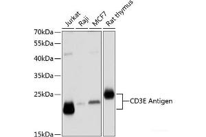 Western blot analysis of extracts of various cell lines using CD3E Antigen Polyclonal Antibody at dilution of 1:1000. (CD3 epsilon anticorps)