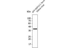 Western Blotting (WB) image for anti-SARS-CoV-2 Helicase (NSP13) (HEL) (C-Term) antibody (ABIN7273005) (SARS-CoV-2 NSP13 anticorps  (C-Term))