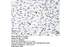 Rabbit Anti-SNRPFAntibody  Paraffin Embedded Tissue: Human Heart Cellular Data: Myocardial cells Antibody Concentration: 4. (SNRPF anticorps  (N-Term))