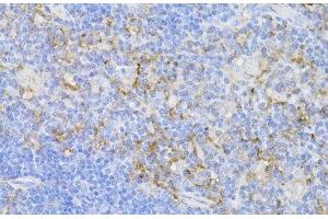 anti-CD3 epsilon (CD3E) antibody