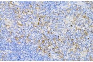 Immunohistochemistry of paraffin-embedded Mouse thymus using CD3E Antigen Polyclonal Antibody at dilution of 1:100 (40x lens). (CD3 epsilon anticorps)