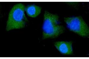 IF analysis of NEDD4 using anti-NEDD4 antibody (ABIN7599536).