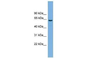 Western Blot showing SLCO1A2 antibody used at a concentration of 1-2 ug/ml to detect its target protein. (SLCO1A2 anticorps  (Middle Region))