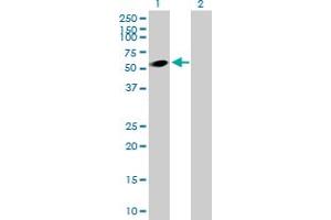 Western Blot analysis of DEPDC7 expression in transfected 293T cell line by DEPDC7 MaxPab polyclonal antibody.