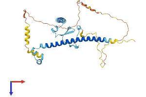 AlphaFold protein structure predicition of Mouse Recombinant Cdca8 Protein, UniprotID Q8BHX3