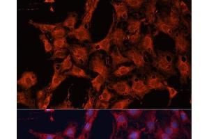 Immunofluorescence analysis of C6 cells using DNAJA2 Polyclonal Antibody at dilution of 1:100.