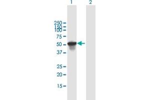 Western Blot analysis of SCIN expression in transfected 293T cell line by SCIN MaxPab polyclonal antibody. (Scinderin anticorps  (AA 1-468))