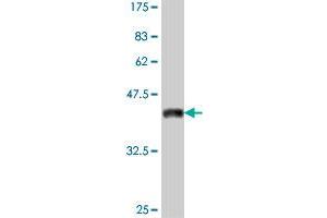 Western Blot detection against Immunogen (38.