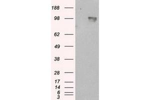 Image no. 5 for anti-Amyloid beta (A4) Precursor Protein (APP) antibody (ABIN1496876) (APP anticorps)