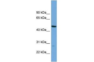 WB Suggested Anti-PNMAL1 Antibody Titration: 0. (PNMA-Like 1 anticorps  (Middle Region))