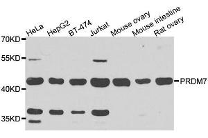 Western blot analysis of extracts of various cell lines, using PRDM7 antibody. (PRDM7 anticorps  (AA 210-310))