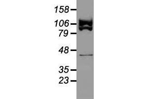 Western blot analysis of 35 µg of cell extracts from human (HeLa) cells using anti-USP38 antibody. (USP38 anticorps)