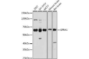Western blot analysis of extracts of various cell lines, using GFR antibody (ABIN6127950, ABIN6141065, ABIN6141066 and ABIN6221017) at 1:1000 dilution. (GFRA1 anticorps  (AA 25-280))