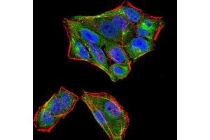 Immunofluorescence analysis of HeLa cells using SIRT4 mouse mAb (green).