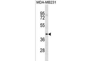TOX2 Antibody (Center) (ABIN1881895 and ABIN2838436) western blot analysis in MDA-M cell line lysates (35 μg/lane). (TOX2 anticorps  (AA 286-312))