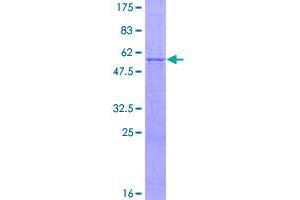 Image no. 1 for Interleukin 27 (IL27) (AA 1-243) protein (GST tag) (ABIN1307800)