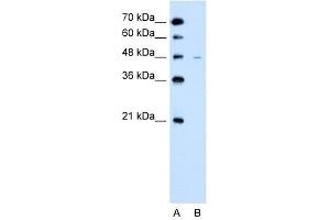 SLC43A3 antibody used at 2. (SLC43A3 anticorps  (N-Term))