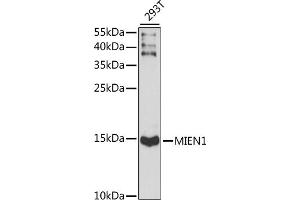Western blot analysis of extracts of 293T cells, using MIEN1 antibody (ABIN7266377) at 1:1000 dilution. (C17orf37 anticorps  (AA 1-115))