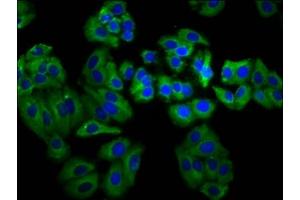 Immunofluorescence staining of HepG2 cells with ABIN7160335 at 1:66, counter-stained with DAPI.