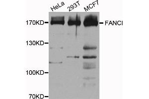 Western blot analysis of extracts of various cell lines, using FANCI antibody. (FANCI anticorps)