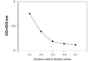 A431 cells were treated with recombinant human EGF at 37°C for 20 min.