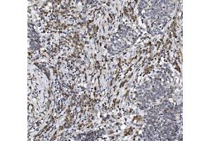 IHC analysis of CISD2 using anti-CISD2 antibody (ABIN7602010). (CISD2 anticorps  (AA 55-124))
