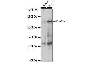 Western blot analysis of extracts of various cell lines, using RBM12 antibody (ABIN7270079) at 1:1000 dilution. (RBM12 anticorps  (C-Term))
