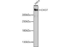 Western blot analysis of extracts of HeLa cells, using CHD7 antibody (ABIN7266364) at 1:1000 dilution. (CHD7 anticorps  (AA 1-300))