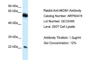 Western Blotting (WB) image for anti-Nicolin 1 (NICN1) (Middle Region) antibody (ABIN2788462) (NICN1 anticorps  (Middle Region))