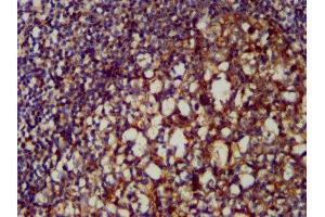 IHC image of ABIN7147944 diluted at 1:200 and staining in paraffin-embedded human tonsil tissue performed on a Leica BondTM system.