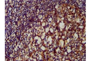 IHC image of ABIN7147944 diluted at 1:200 and staining in paraffin-embedded human tonsil tissue performed on a Leica BondTM system. (Clusterin anticorps  (AA 23-224))