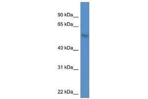 Western Blot showing MKNK1 antibody used at a concentration of 1. (MKNK1 anticorps  (N-Term))
