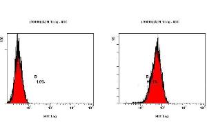 Image no. 3 for anti-Teratocarcinoma-Derived Growth Factor 1 (TDGF1) (N-Term) antibody (ABIN363493) (TDGF1 anticorps  (N-Term))