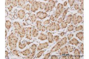 Immunoperoxidase of monoclonal antibody to PLEKHG5 on formalin-fixed paraffin-embedded human stomach. (PLEKHG5 anticorps  (AA 896-995))