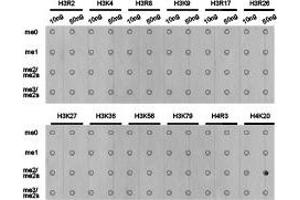 Dot-blot analysis of all sorts of methylation peptides using H4K20me2 antibody. (Histone anticorps)