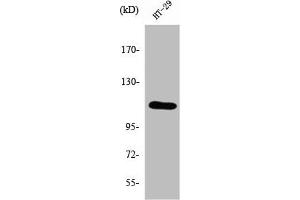 Western Blot analysis of HT-29 cells using SERCA1 Polyclonal Antibody (ATP2A1/SERCA1 anticorps  (Internal Region))