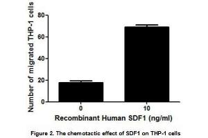 SDF1 (stromal cell-derived factor 1), also known as C-X-C motif chemokine 12, is a chemokine protein that has chemotaxis active on T-lymphocytes and monocytes.