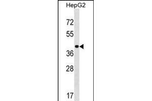 IL5 Antibody (Center) (ABIN1537806 and ABIN2849606) western blot analysis in HepG2 cell line lysates (35 μg/lane). (PPIL5 anticorps  (AA 127-153))