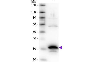 Western Blot of Rabbit Anti-Carboxypeptidase A primary antibody. (CPA anticorps)
